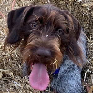 Meet your Posher, Robie